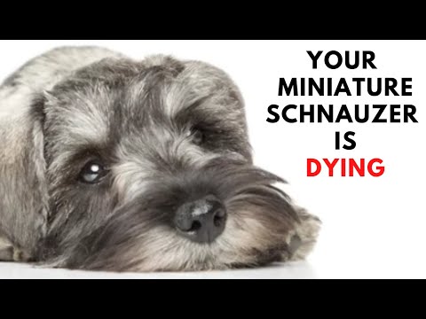 Video: Denne sygdom påvirker 80% af Schnauzers. Er din pup lydløst lidende?