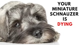 10 Warning Signs Your Miniature Schnauzer Is Dying