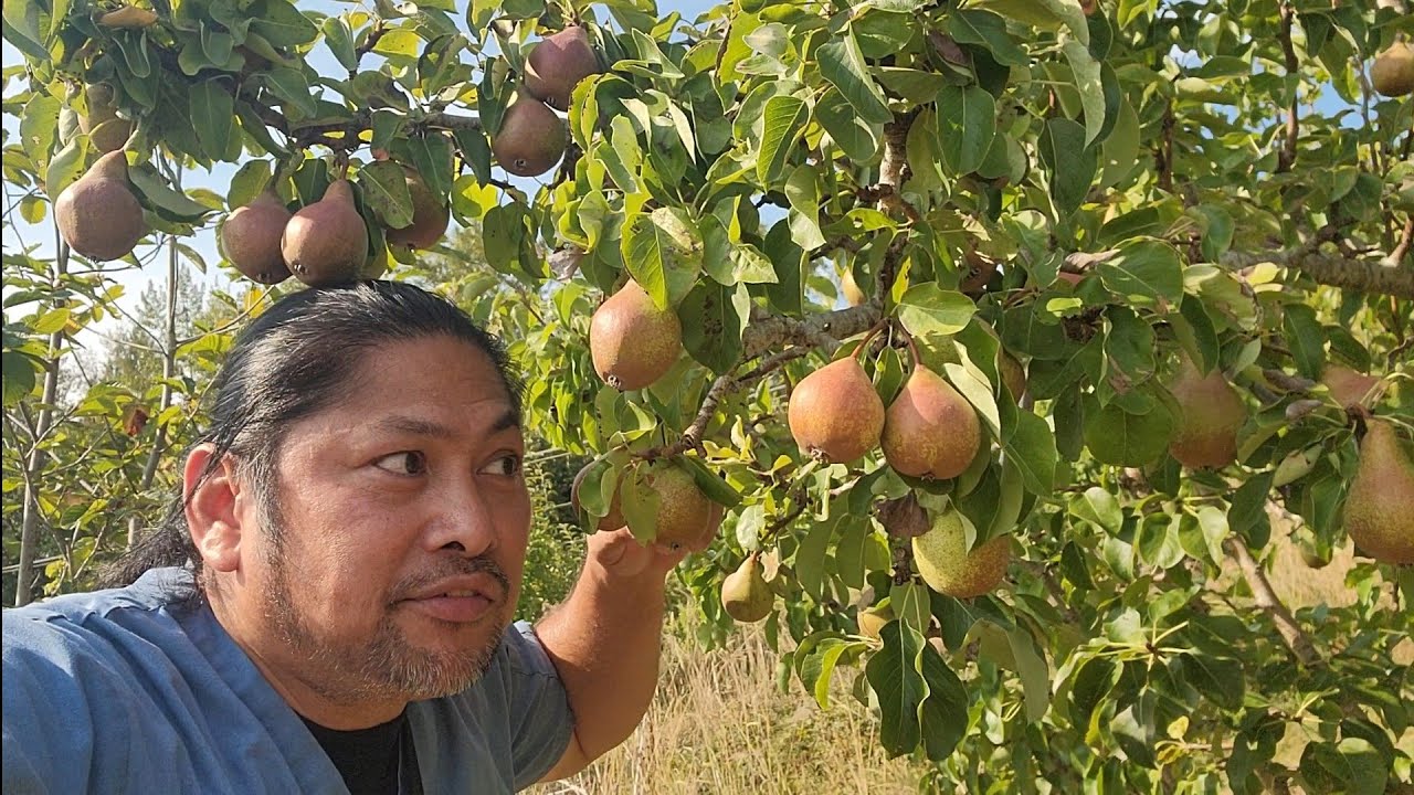 LIBRING APPLE AT PEAR SA LIBLIB NA LUGAR - YouTube
