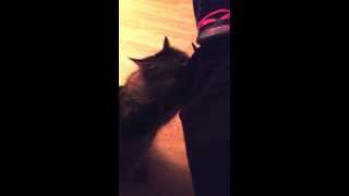 Chat Aime Leau De Javel