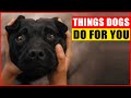 15 Things Your Dogs Do for You Without You Knowing