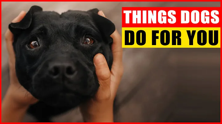 15 Things Your Dogs Do for You Without You Knowing - DayDayNews