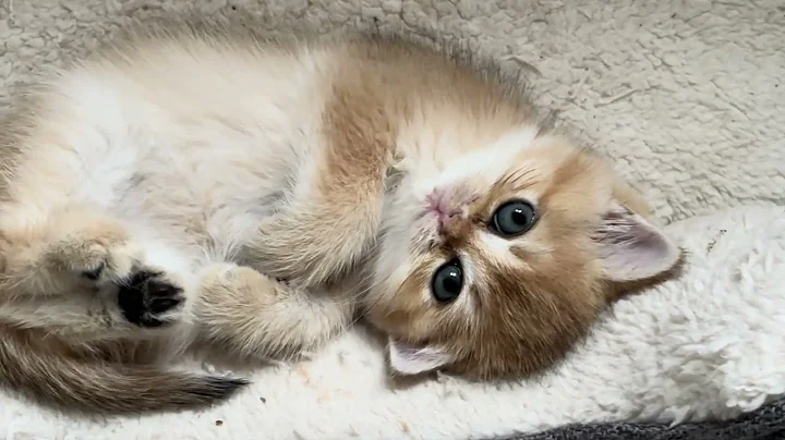 Video 10960121: british shorthair golden cat, british shorthair cat meets, cutest cats, feline