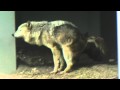 Eestern timber wolf シンリンオオカミ キナコ　出産日の様子２ 2010.5.14