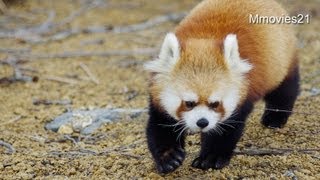 久しぶりの親子同居〜Red Panda