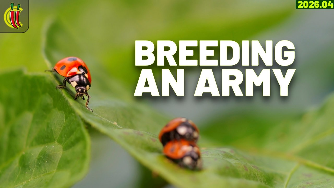 I've Never Had Aphids This Bad - Chilli Seedling Update