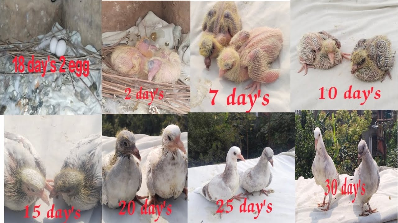 Pigeon Baby Growing Pigeon Growth Stages 1 30 Day s pigeon pigeon-baby-growing-pigeon-growth-stages-1-30-day-s-pigeon
