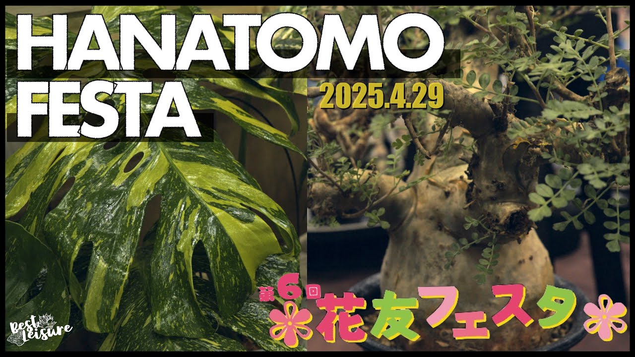 【花友フェスタ2025】国内最大級植物イベントはお祭り騒ぎでそれはもう楽しかった｜観葉植物｜塊根植物｜多肉植物｜アガベ｜パキポディウム｜ビカクシダ｜園芸用品｜カーメンくん