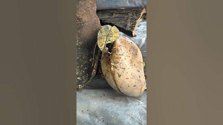 Subhanallah..tiada yg sia sia di dunia ini,ulat mangga busuk jadi sumber makanan kroto