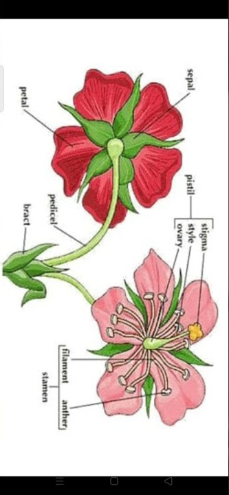 Bracteate and Ebracteate Flower||Flower Morphology, Class 11- Neet #biology  #Morphology - YouTube