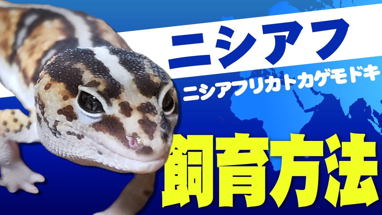 ニシアフリカトカゲモドキの飼育方法 | 爬虫類飼育ブログ
