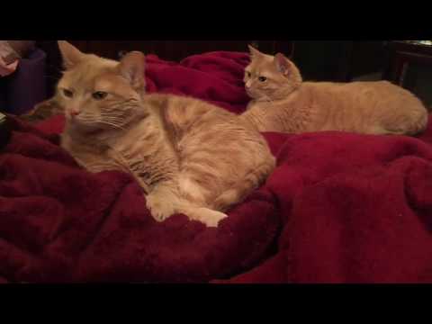 funny-cat-farts