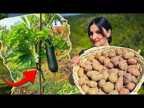 Junska Sadnja KROMPIRA Uz VERTIKALNI Uzgoj Tikvica
