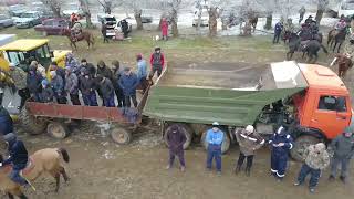 видео: Аңсар көкпар, Төлеби картинка: Аңсар көкпар, Төлеби