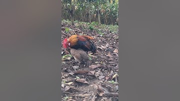 gà rừng mái gọi trống phi cực nhanh. poj qaib qus xeev lau dhias ceev tiag tiag