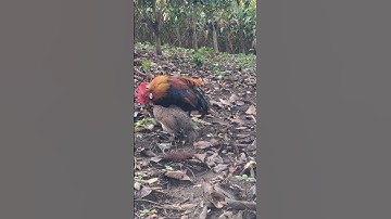 gà rừng mái gọi trống phi cực nhanh. poj qaib qus xeev lau dhias ceev tiag tiag