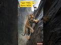 Tiger Fail 😱 Bakri Ne Game Palat Diya! 🐯🐐#shorts #trending #shortsfeed #youtubeshorts