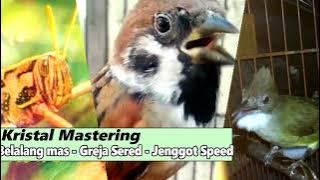 Masteran Kesukaan Juri... Suara Lengking BELALANG EMAS vs GEREJA SERED vs CUCAK JENGGOT Speed