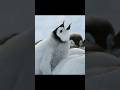 At Just Two Weeks Old, Baby Penguins Start Socializing #animals #wildlife #short #video