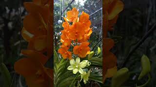 Download Lagu Orchids will flower with a good day sunshine . #ailaxorchids #flowers #colors #orchidflowers #garden MP3 Download Lagu Orchids will flower with a good day sunshine . #ailaxorchids #flowers #colors #orchidflowers #garden MP3