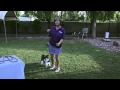 How to Make Corgis Go for a Walk : Dog Training That Works How to Make Corgis Go for a Walk : Dog Training That Works