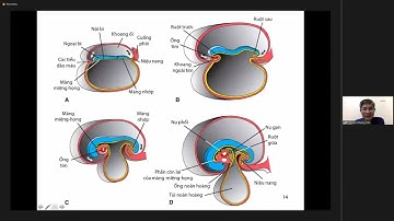 PHÔI THAI HỌC HỆ TUẦN HOÀN | PGS. TS. Nguyễn Khang Sơn
