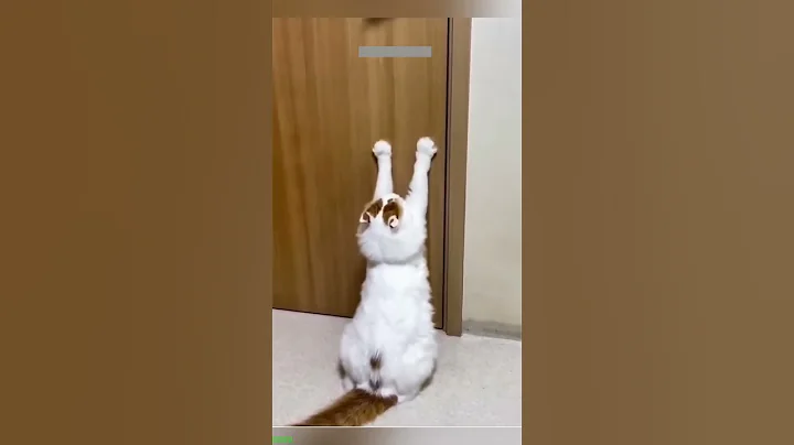 Video 11705031: cats vs cucumbers funny, playing cat vs cucumber, cat meowing funny, kitten meowing, cats kissing funny, cat funny usa