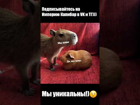 Мы киви, да мы уникальны!😃 #капибара #капибары #мем #империякапибар