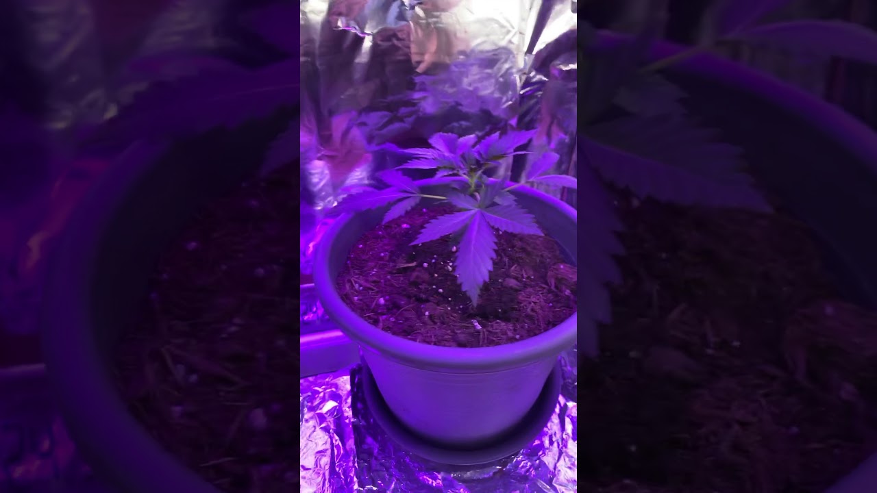 Critical Jack Dzien 21