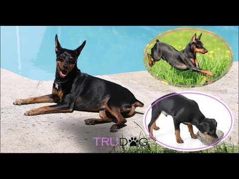 Video: How To Care For A Miniature Pinscher