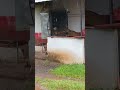 dog special food hmm #funny #viral