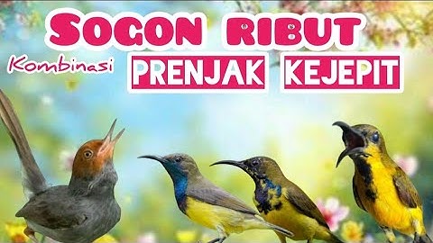 Suara Pikat Sogon Ribut Ribut Kombinasi Prenjak Kepala Merah Kejepit