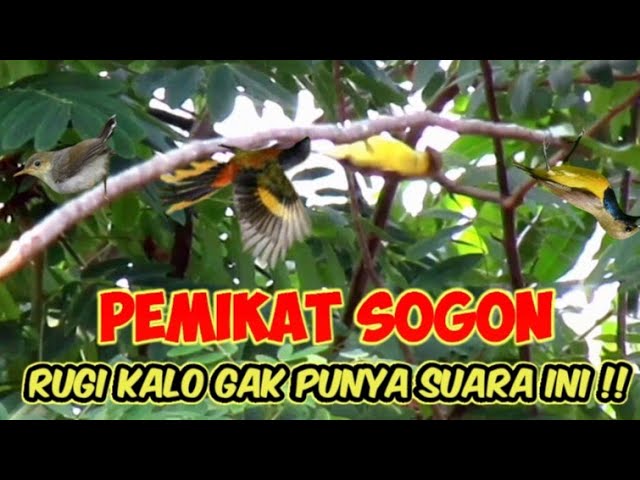 Suara Pikat Sogon Betina Ribut Kombinasi Prenjak Kepala Merah Kejepit class=