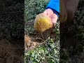 Раскопки зеленушки!!!👍🍄🌲