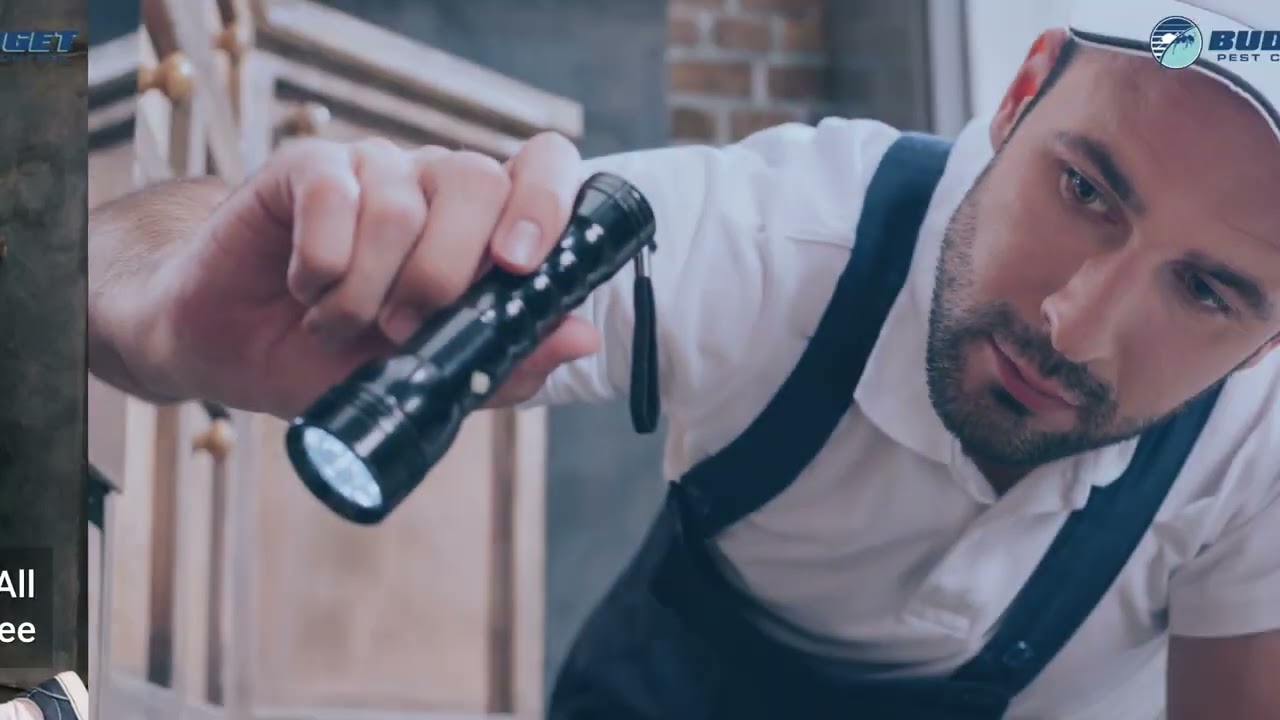 Affordable Pest Critter Wildlife Termite Bed Bug Ant Wasp Control Pittsburgh Exterminators