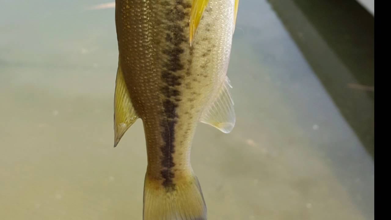 Pescando en el kayak en Ashippun Lake Wi YouTube