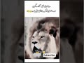 ALI mola bola ne wala lion #greenscreen