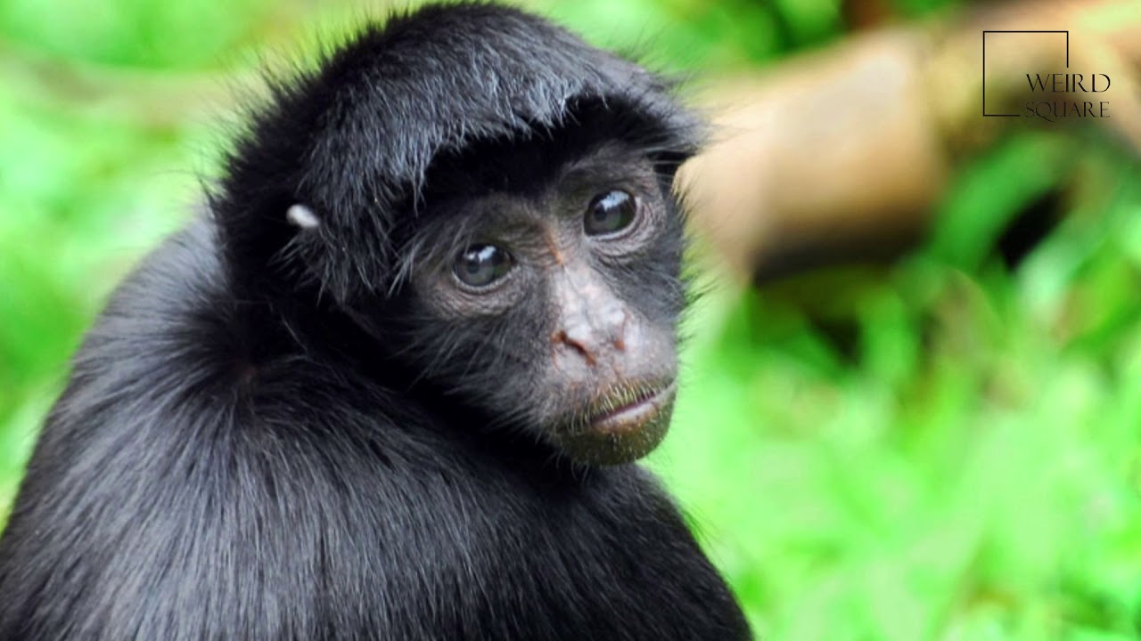 Interesting facts about spider monkey by weird square - YouTube