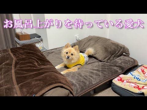 飼い主のお風呂上がりを布団で待っている愛犬が可愛い…笑