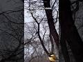 What Are Chickadees Saying? | WildScribe Discovery 🌲 #shorts
