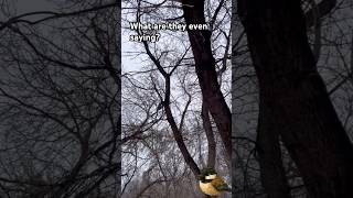 What Are Chickadees Saying? | WildScribe Discovery 🌲 #shorts