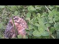 Baby yard chicken