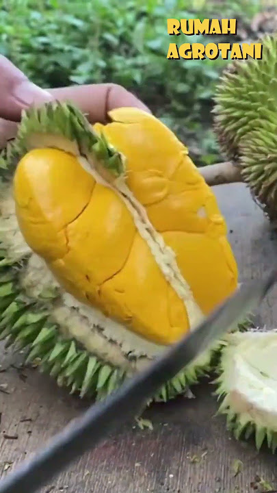 Durian Petruk Andalan Indonesia