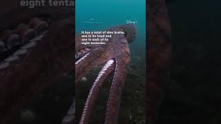 Giant Pacific Octopus 101 #shorts