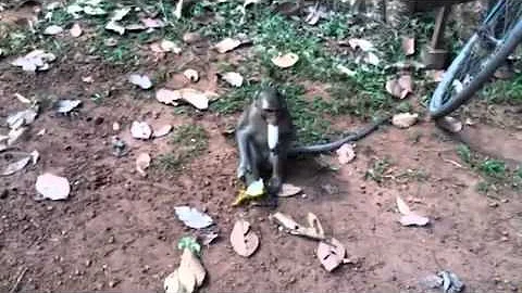Eating your banana like Chris Celorier