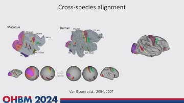 OHBM 2024 | Educational Course | An introduction to cross-species comparative neuroimaging | Part 4