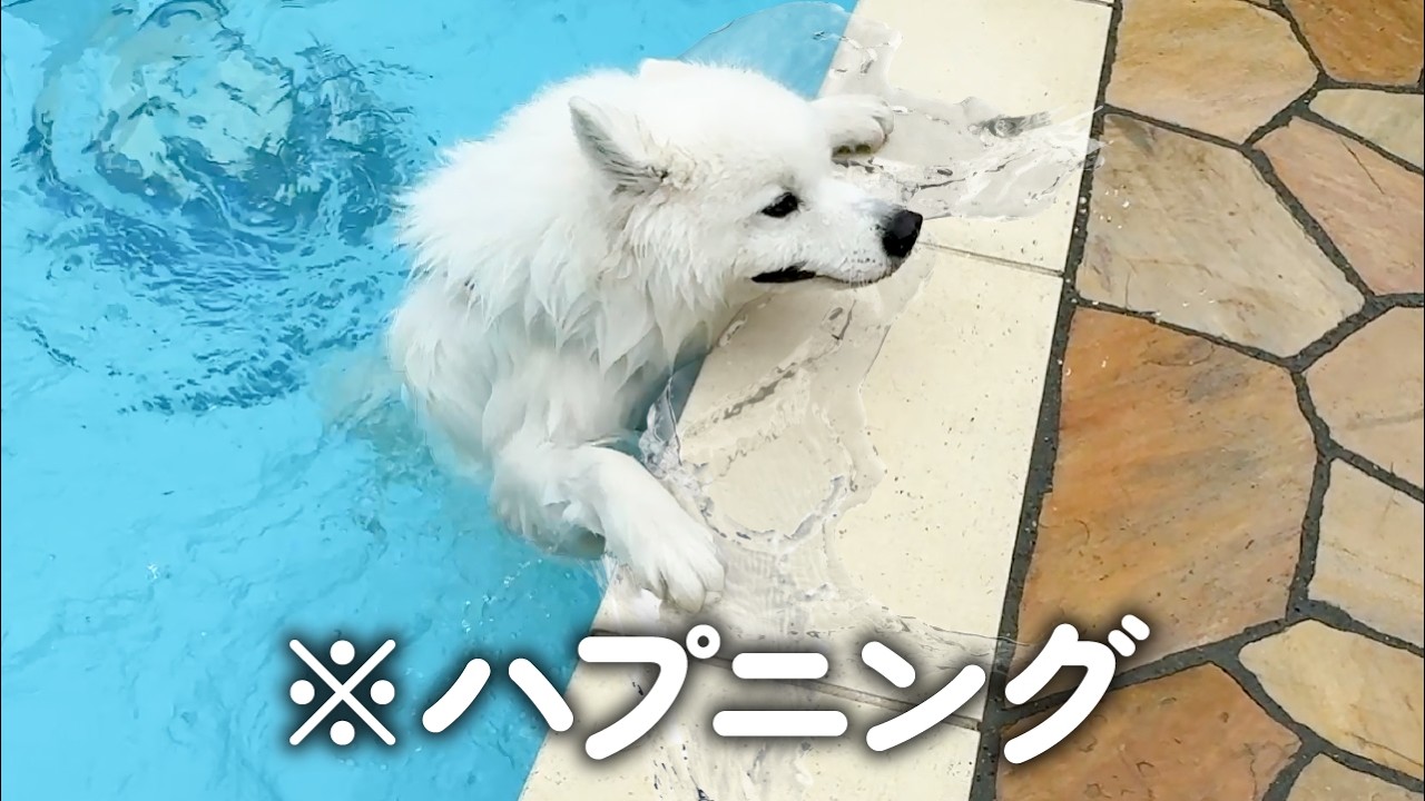 カナヅチ犬が深いプールに落ちてしまうも必死に自分の力で泳ぎ切った姿が頼もしすぎました！