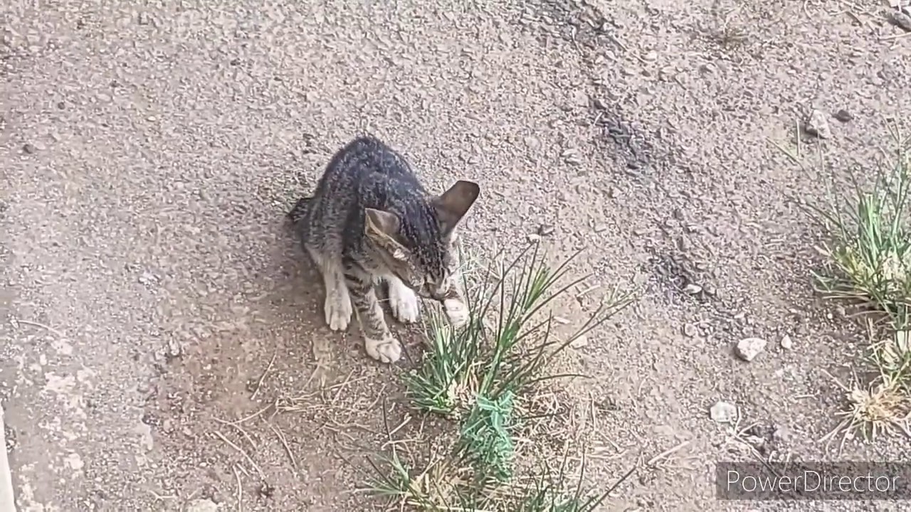 What!!! Kucing makan rumput 