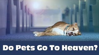 Is Your Pet in Heaven? (Finding Peace Over the Rainbow Bridge)