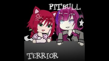 PITBULL TERRIER (og)